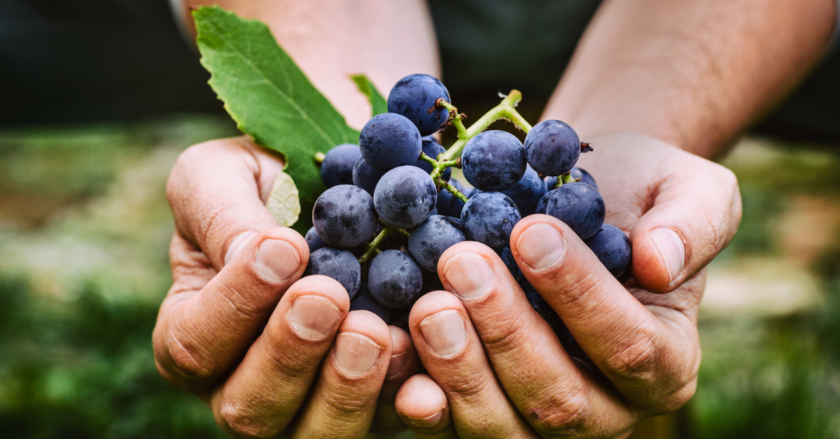 Natural Wines