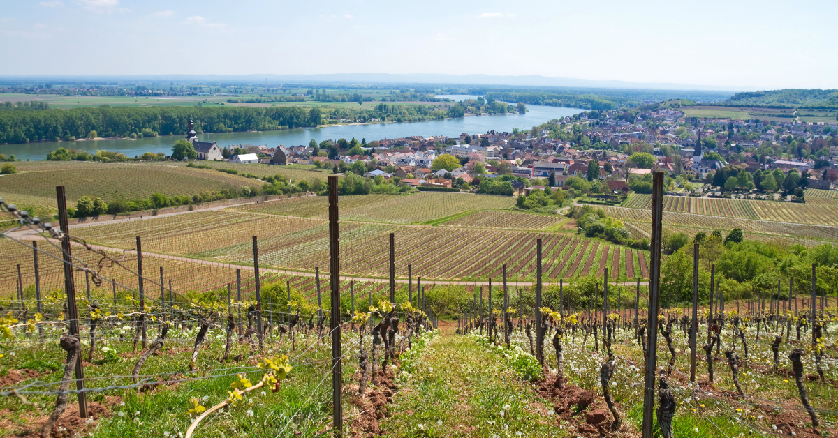Rheinhessen