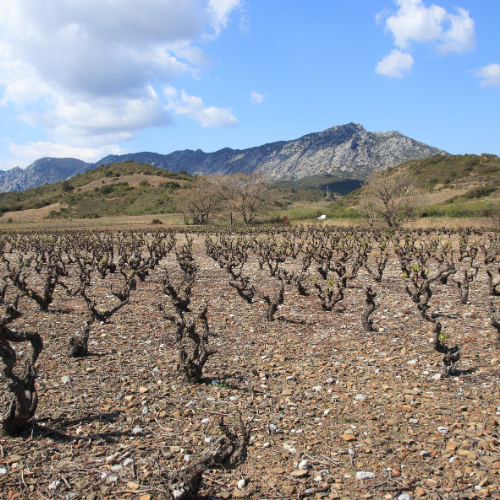 19.11.2026 Lost Treasure- Between Old Vines & the Pyrenees