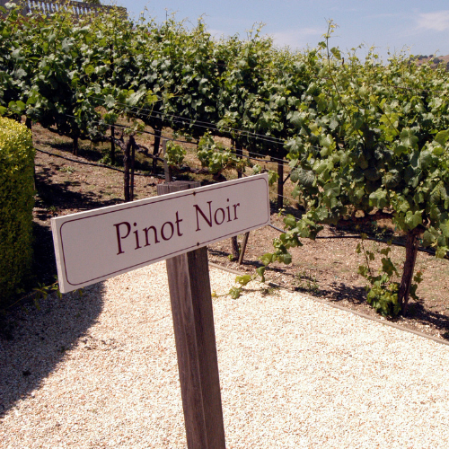 12.11.2026 For the Love of Pinot