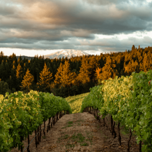 20.11.2025 - Hippies, Aliens and Oregon Pinot Tasting