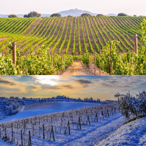 11.11.2026- Location, Location- Same Grape, Different Place